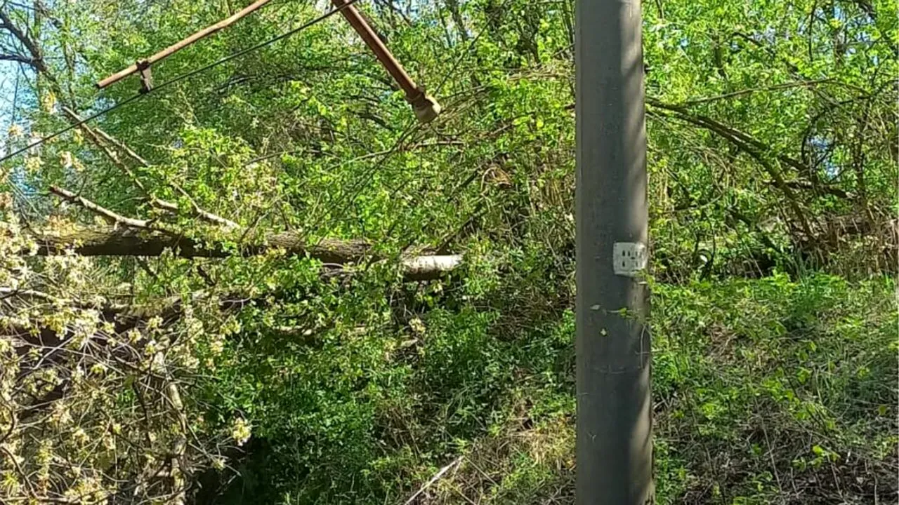 CFR: Circulația trenurilor oprită temporar pe două trasee din țară, din cauza copacilor căzuți