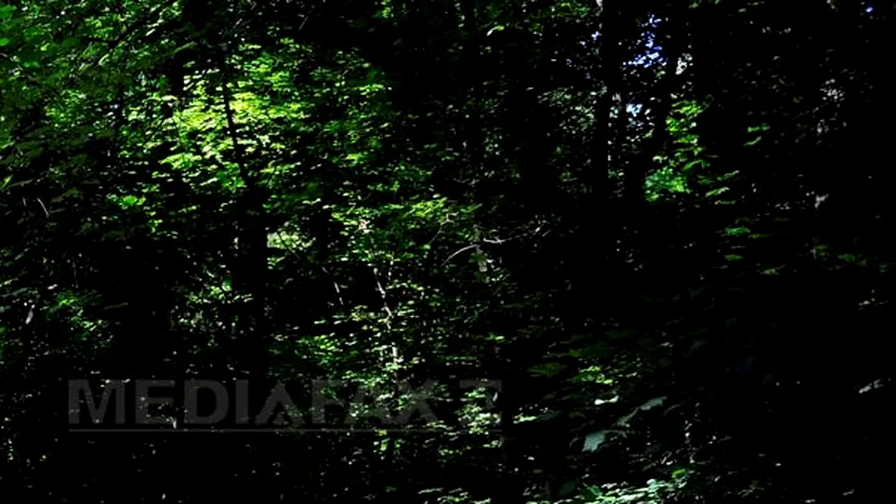 Pădurea Trivale va fi desemnată rezervaţie naturală