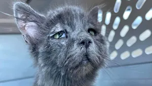 Sindromul rar care a dat unei pisici de 5 luni un chip îmbătrânit şi mereu trist