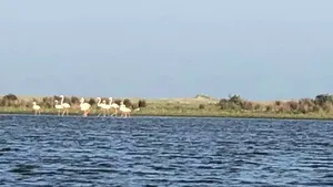 VIDEO | Premieră în România: Grup de păsări Flamingo, în Delta Dunării