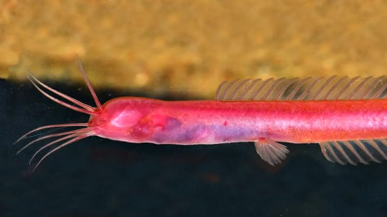 O nouă specie 