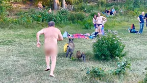 FOTO Când un mistreţ îţi fură laptopul, fugi după el chiar dacă eşti în costumul lui Adam. A păţit-o un nudist
