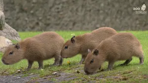 VIDEO Cum arată puii de capibara? Primele exemplare născute în Grădina Zoologică din Berlin în ultimii 6 ani