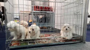 Reguli simplificate pentru intrarea animalelor de companie din Liban în România