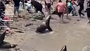 Incident ciudat pe plajă. Turiştii au fost alungaţi de lei de mare VIDEO