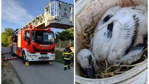 Operaţiune de salvare: Pompierii doljeni au readus un pui de barză, căzut de la 20 de metri, alături de mama sa. VIDEO