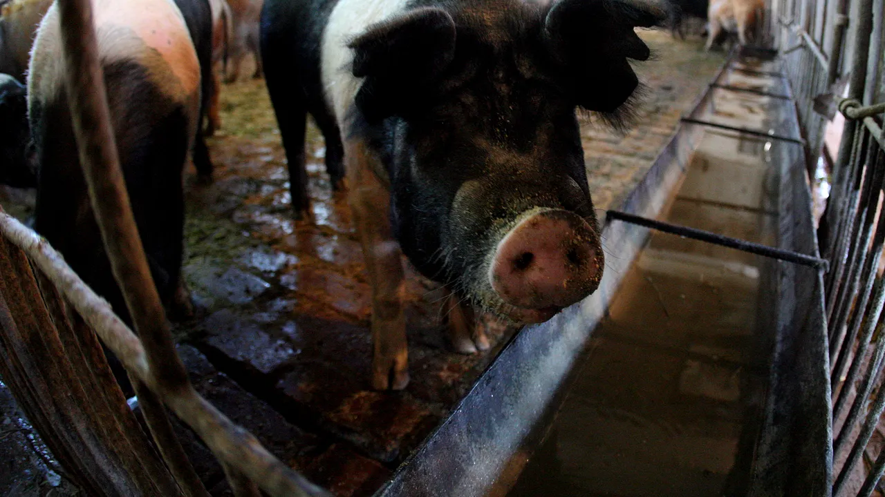 Asociaţia crescătorilor de porci anunţă creşterea preţurilor cu cel puţin 25% 