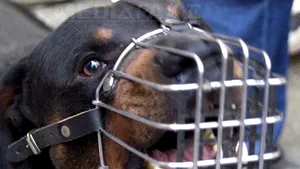 Omniasig a lansat o poliţă care acoperă pagubele provocate de câinii periculoşi