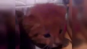 VIDEO | O adolescentă a avut un şoc când s-a dus la veterinar cu cele două „pisici” pe care le adoptase. Ce erau de fapt