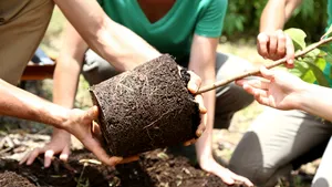 Ministrul Mediului anunţă „cea mai amplă campanie de împădurire pe care a avut-o vreodată România”, care va începe în  primăvară