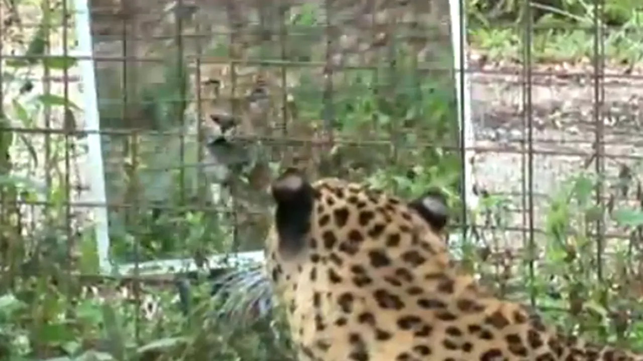 Cum REACŢIONEAZĂ animalele când se privesc în oglindă - VIDEO