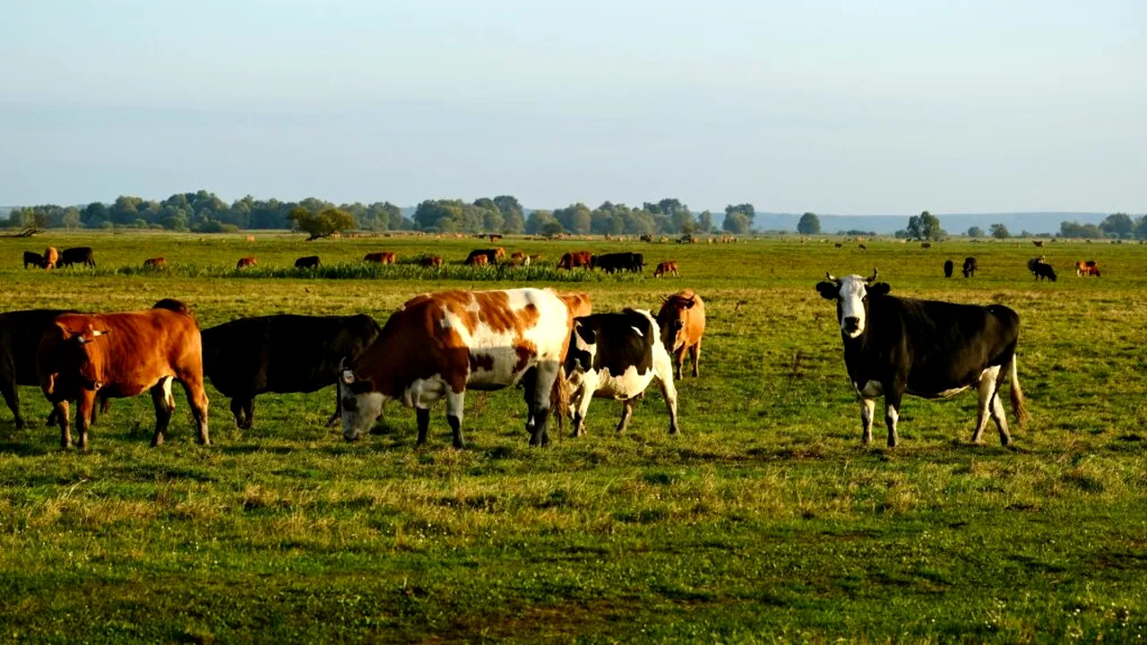 ANSVSA: Nu s-a confirmat niciun caz de antrax la bovine în județul Botoșani