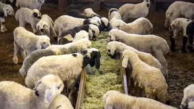 EXTERNE Alertă sanitară în Grecia, după descoperirea unui focar de febră aftoasă