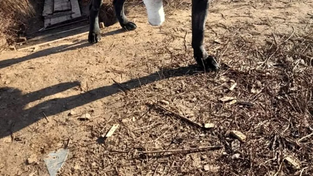 Un câine militar „s-a întors” pe front în trei picioare
