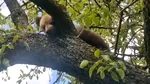 Pui de urs, recuperat de jandarmi dintr-un copac în apropierea municipiului Sighișoara