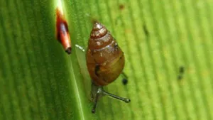 Călătorie fantastică pentru melci: Supravieţuiesc după ce traversează tubul digestiv al păsărilor