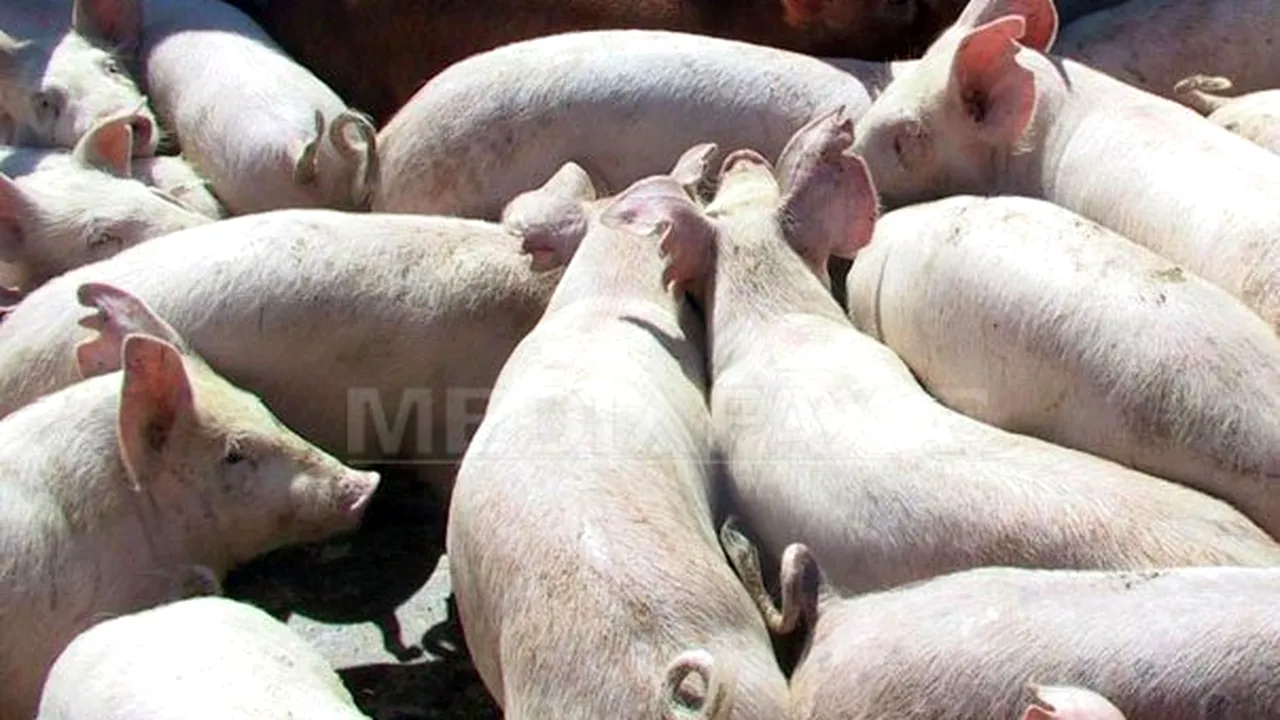 Cei care deţin porci, oi, capre, drujbe sau livezi nu mai primesc ajutoare de încălzire