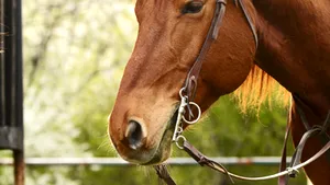 Femeie muşcată de un cal în Piaţa Norilor din Capitală