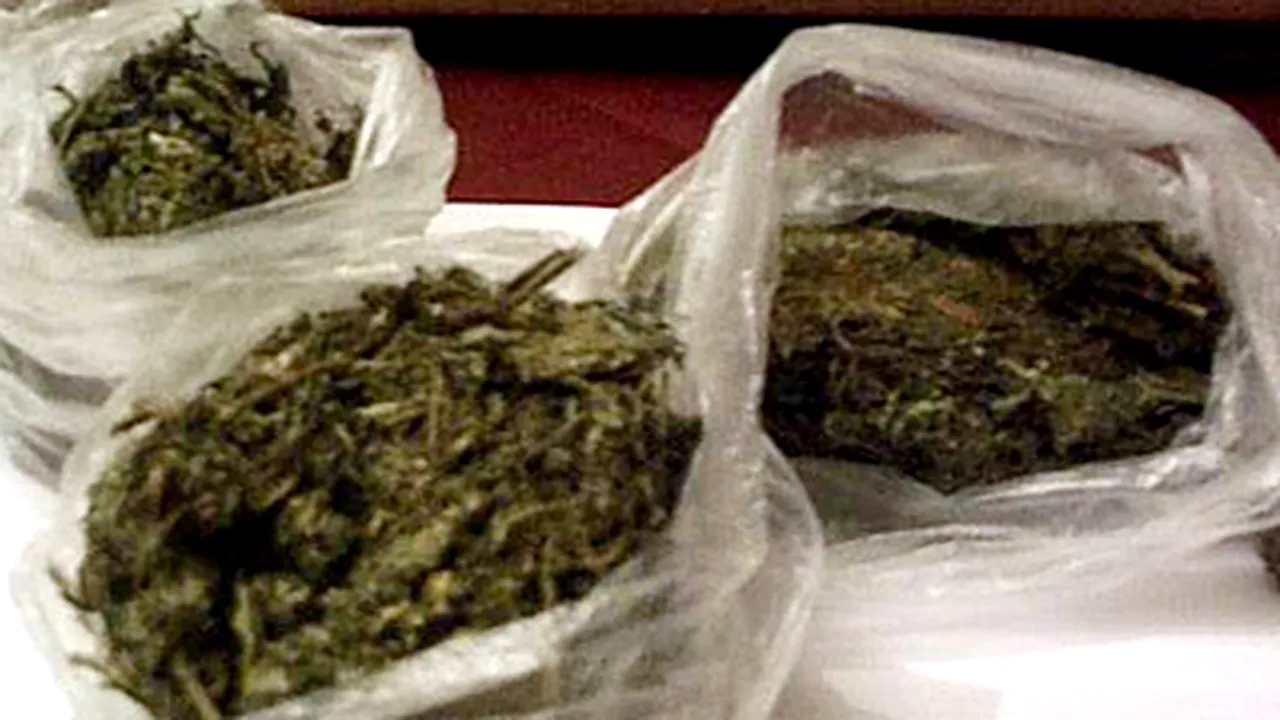 Un câine a depistat o cutie plină cu marijuana la graniţa româno-ungară