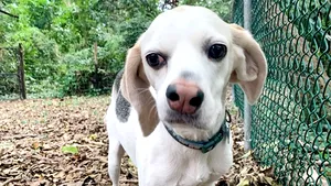 Cum a ajuns vedetă locală un căţel care a fost adoptat după 3 ani petrecuţi într-un adăpost - FOTO