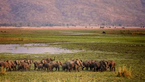 Autorităţile din Malawi au probleme cu braconajul pentru fildeş. Sute de elefenţi vor fi transportaţi într-un loc mai sigur