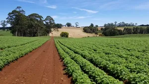 Descoperirea care ar putea rezolva una dintre cele mai mari probleme ale agriculturii moderne