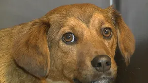 Arad: Căţeluşă gestantă, parţial paralizată după ce a fost împuşcată pe stradă - FOTO