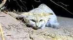 Un clip de pe YouTube a confirmat existența unei feline misterioase pe care oamenii de știință o căutau de zeci de ani