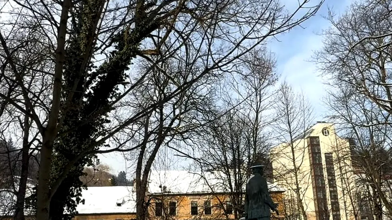 Primăria Brașov verifică arborii cu tomografii. Zeci de copaci prezintă risc de cădere