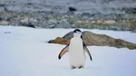 Pinguinii din Antarctica emit până la 7 milioane de tone de metan pe an