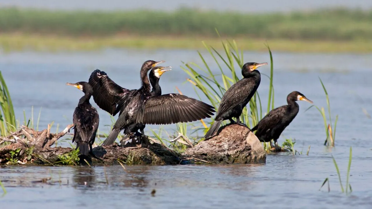 Urșii, ciorile și cormoranii dau bătăi de cap fermierilor. România cere UE să relaxeze regulile pentru speciile protejate