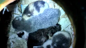 Alertă cu ”bombă” în Ohio. Surpriza pe care au avut-o geniştii când au deshis pachetul suspect