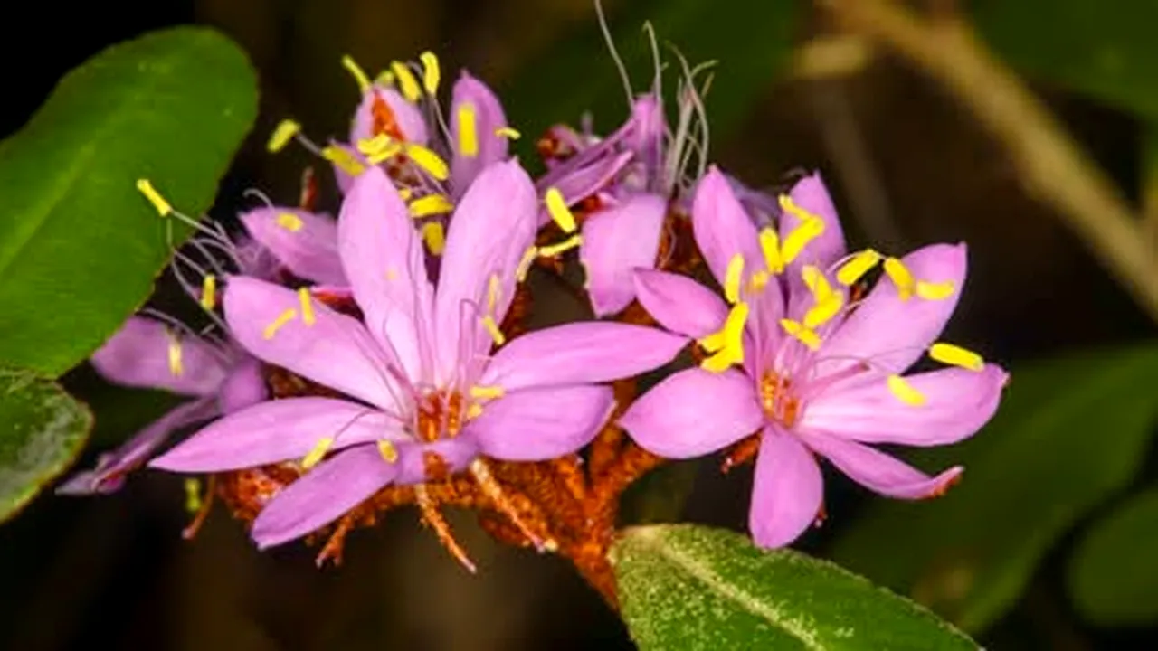 O nouă specie de plantă a fost descoperită în Australia și este deja în pericol de dispariție
