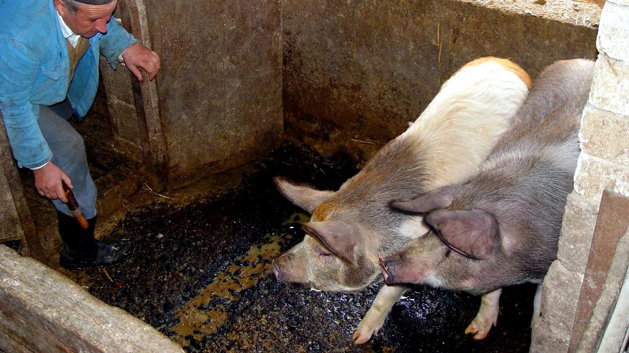 Nou focar de pestă porcină: Aproximativ 6.000 de porci, dintr-o fermă din Călăraşi, vor fi ucişi