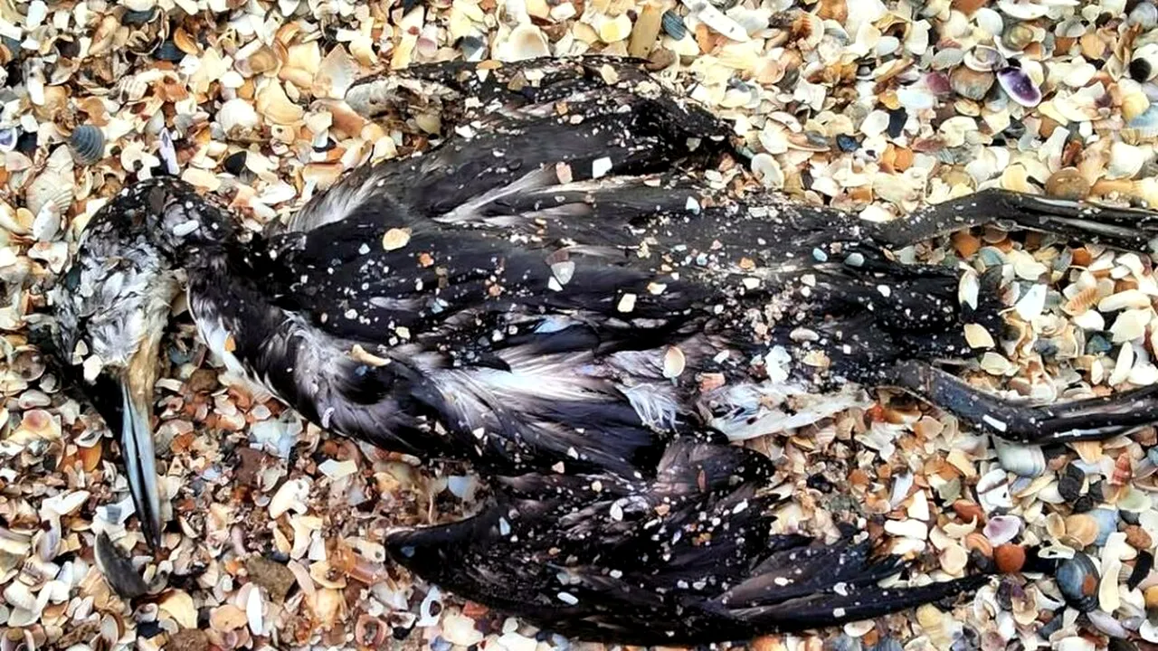 Alertă de poluare în Marea Neagră: o scurgere de ulei a ucis mii de păsări și viețuitoare marine
