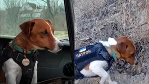 Un câine ajută la curăţarea explozibilul rusesc. Patron are 2 ani şi jumătate şi lucrează în prezent în regiunea Cernigău