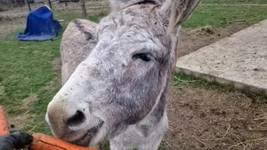 Măgarul Gelu a fost salvat de Crăciun. Animalul slab și înfometat a fost dus la un adăpost din Galați