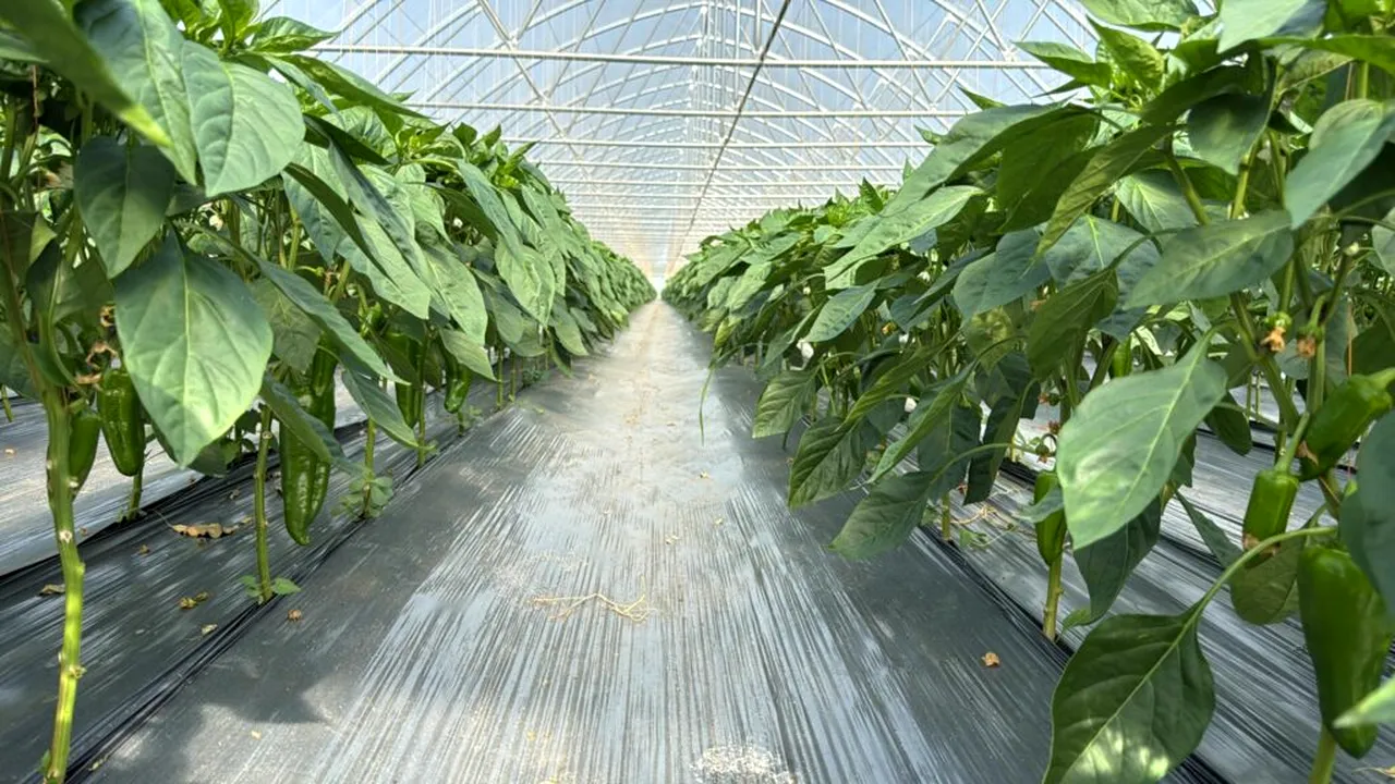Securizarea producției de legume într-o piață tot mai competitivă