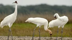 SUA și Canada încearcă să salveze cocorul de care depinde supraviețuirea unei specii întregi