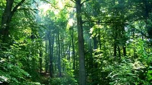 INS: Suprafaţa fondului forestier a crescut