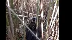 Un exemplar deosebit, de vultur negru a fost salvat în Delta Dunării, după o călătorie de 10 000 km
