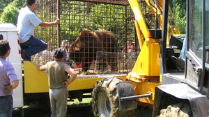 Şeful Direcţiei Silvice Argeş: Urşii de la Sinaia nu au fost aduşi în pădurile statului din judeţ