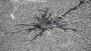 Cel puțin opt cadavre de lebedă au fost scoase dintr-un lac din Vaslui