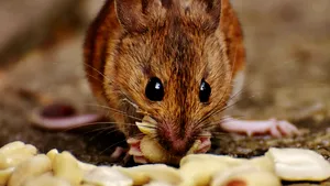 Cum au reușit cercetătorii să citească gândurile șoarecilor fără implanturi cerebrale și ce consecințe ar putea avea pentru oameni în era digitală