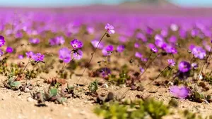 Floarea din deșertul Atacama care ar putea deține cheia pentru culturi rezistente la secetă