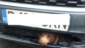 Un căţel, care a traversat „neregulamentar” în Cluj, s-a „ascuns” în bara de protecţie a unei maşini | FOTO
