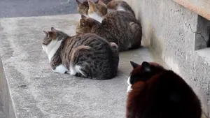 Amendă uriaşă aplicată în Botoşani pentru abandonul unor pisici