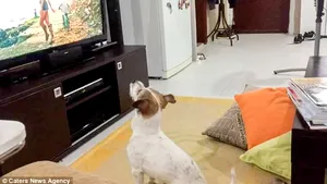 FOTO, VIDEO | Hitul latino 