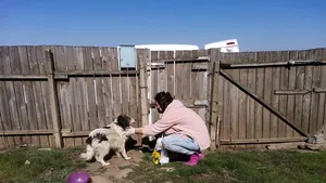 VIDEO: Un câine a supravieţuit o lună fără mâncare şi apă, după ce femeia care îl hrănea nu a mai ajuns la el din cauza restricţiilor