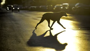 FOTO | Un şofer a lovit un câine cu maşina. Ce a descoperit când l-a dus la birou